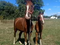 Айғыр, Dutch warmblood horse — 4-сурет