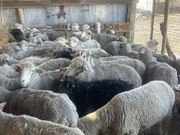 Brebis, Moutons — Hongrie