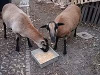 Oveja, Cameroon sheep — foto 3