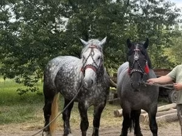 Mare, Polish Heavy