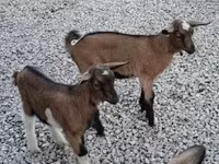 公山羊, Goats — 照片 3