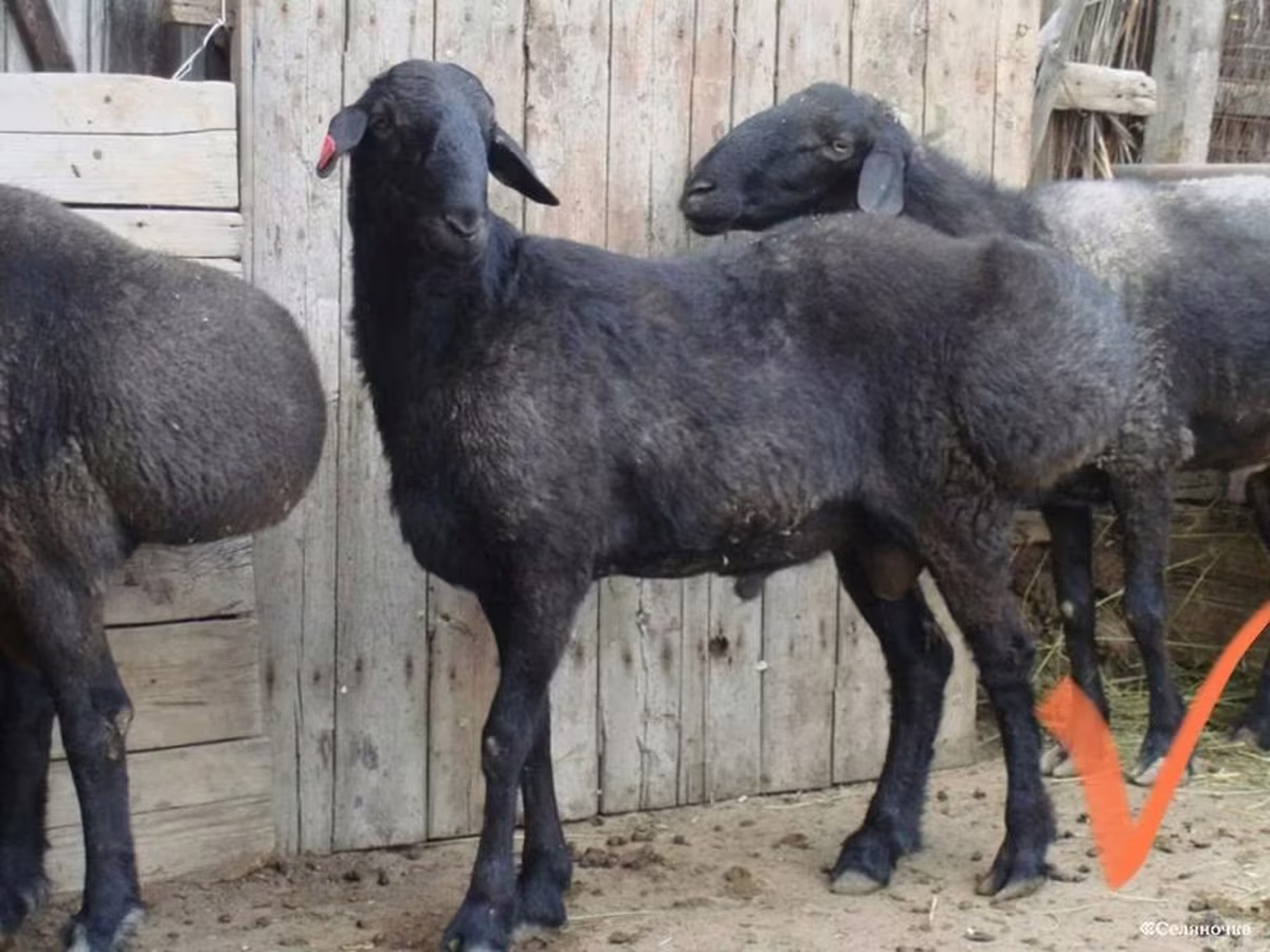 Ram, Sheep