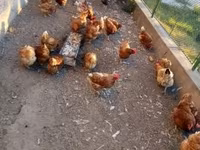 Chickens — foto 1