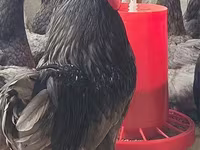 Adler Silver — foto 4