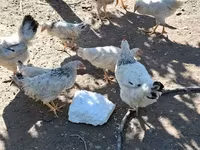 أدلر سيلفر — الصورة 3