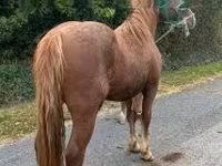 घोड़ा, Andalusian horse — फ़ोटो 1