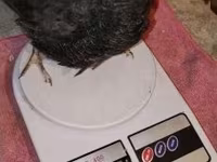 Quails — الصورة 3