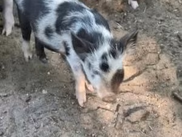 Säue, Schweine