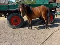 Jument, Chevaux — photo 1