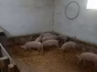 Schweine (Partie, Geschlecht nicht angegeben), Крупная белая — Foto 1