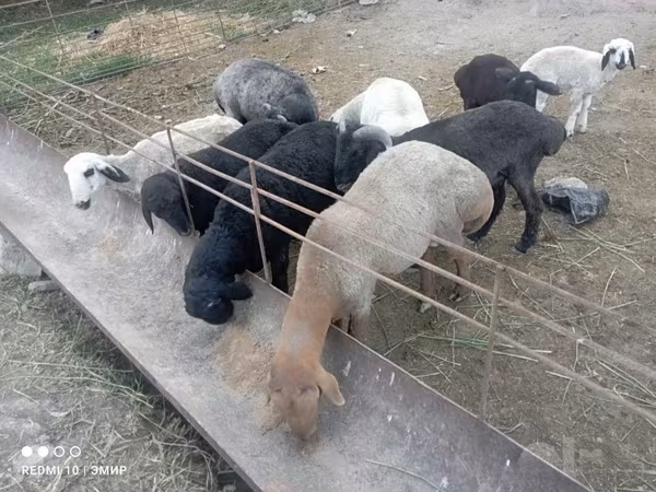Bélier, Moutons