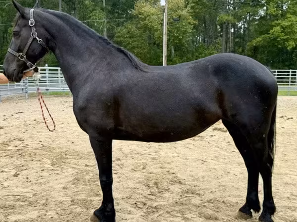 Kanca, Friesian