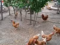 丹麦母鸡 — 照片 2