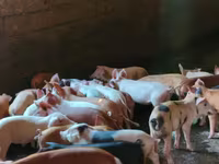 母猪, Pigs — 照片 3