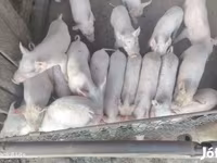 公猪, Вьетнамская вислобрюхая — 照片 2