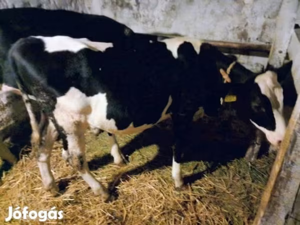 Cow, Russian Black pied cattle — Hungary