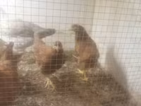 Chickens — foto 1