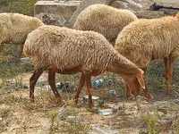 نعجة, الأغنام — الصورة 4