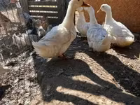 Ducks — photo 1