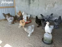 婆罗门鸡 — 照片 1