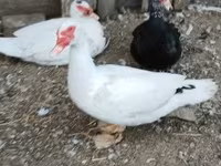 Ducks — फ़ोटो 5