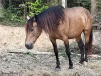 Jument, Black Sea breed — photo 5