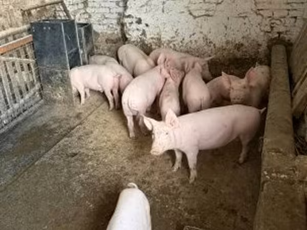 Pigs (batch, sex not specified),  — Hungary