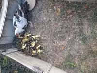 Ducks — 2-сурет