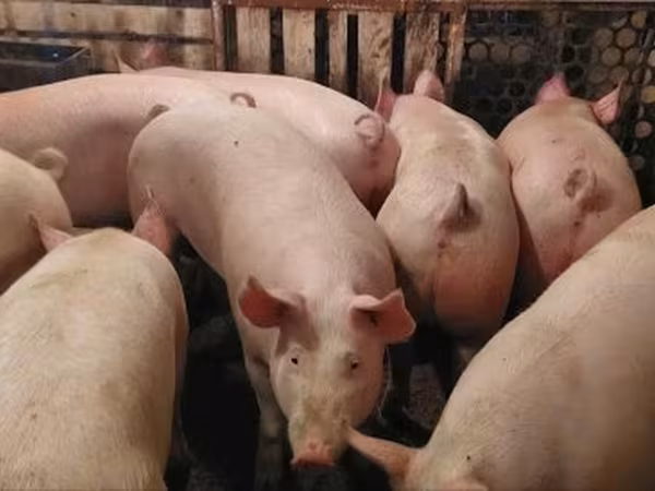 Kan, Крупная белая