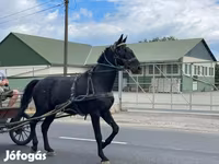 Hengst, Nonius horse — Foto 8