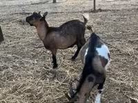 公山羊, Goats — 照片 5