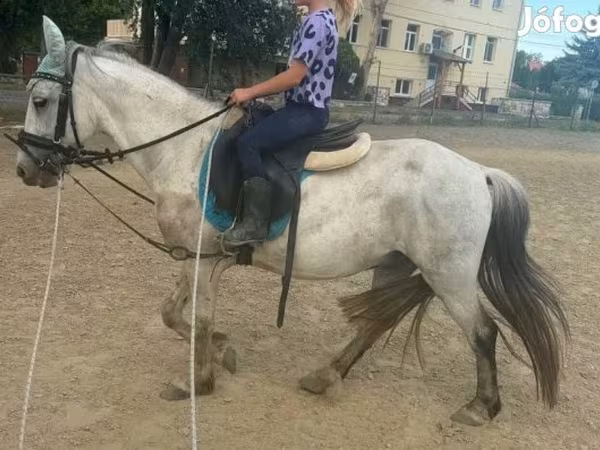 Конь, Лошади