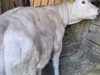 Bulle, Holstein-Rasse — Foto 5