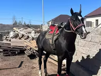 Hing, Kazakh horse — 2. fotó