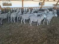 كبش, Merino sheep — الصورة 2