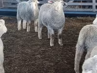 Ovelha, Kuibyshev sheep — foto 2