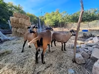 母羊, Cameroon sheep — 照片 2