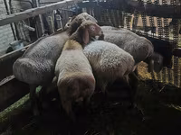 Schaf, Schafe — Foto 6