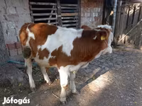 Toro, Raza gris húngara — foto 3