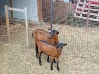 公山羊, Alpine goat — 照片 5