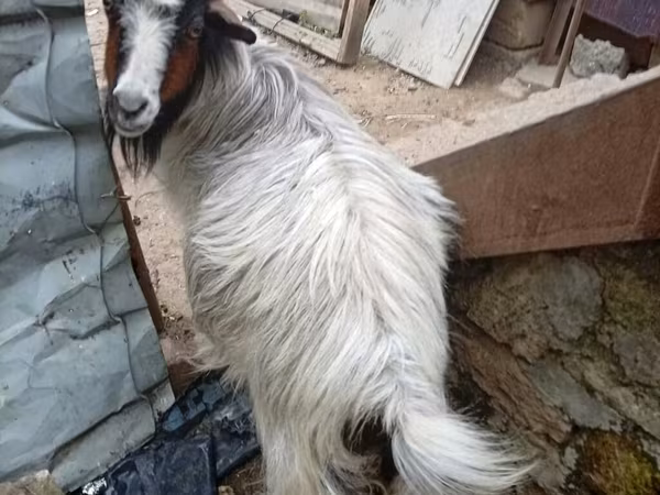 Nőstény kecske, Kecskék
