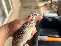 جولدن إيطالي — الصورة 1