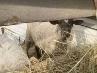 母羊, Sheep — 照片 1