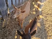 Cabro, Cabras — foto 6