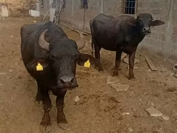Vaca, Búfalo Africano