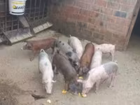 公猪, Pigs — 照片 5