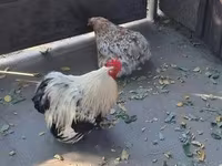 Pekin Bantam — photo 6
