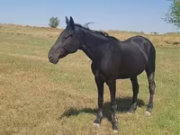 Hengst, Standardbred — Foto 7
