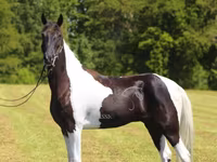 घोड़ा, Tennessee Walking Horse — फ़ोटो 6