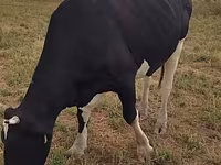 母牛, Holstein breed — 照片 1